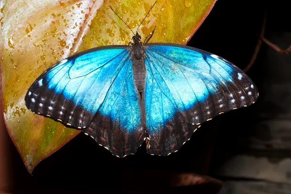 Butterfly — Stock Photo, Image