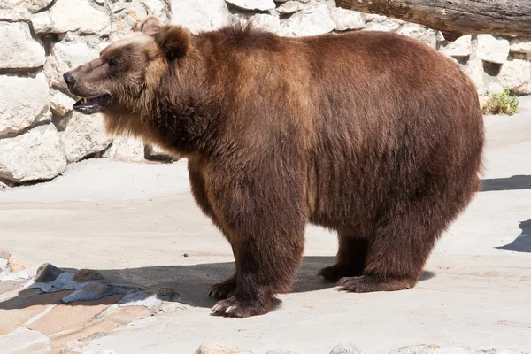 Bear — Stock Photo, Image