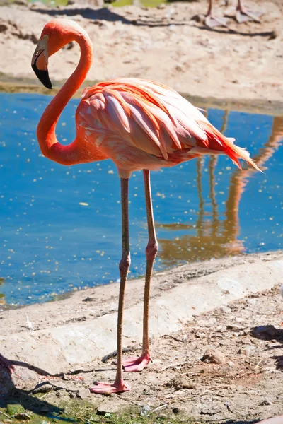 Flamant rose — Photo