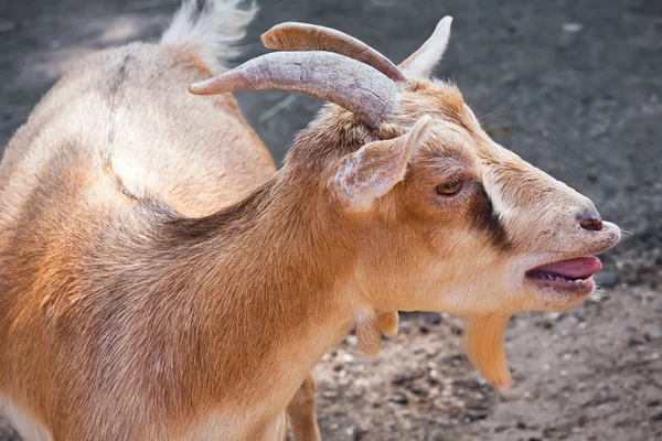 Goat — Stock Photo, Image