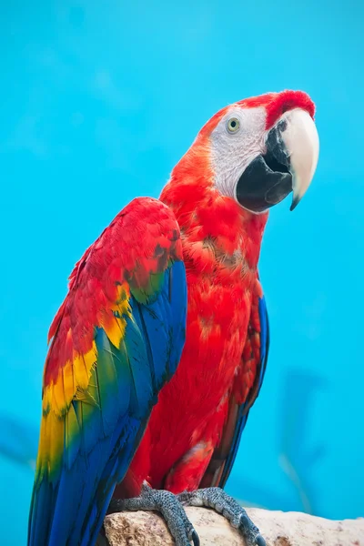 Papuga Ara — Zdjęcie stockowe