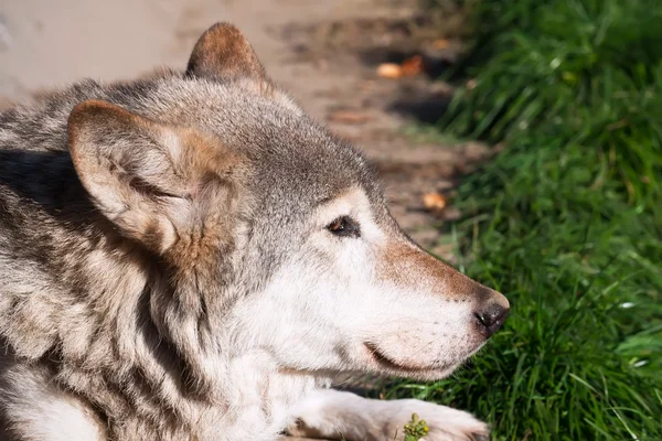 Wolf — Stock Photo, Image