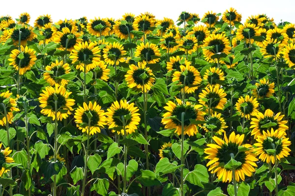 Sunflowers — Stock Photo, Image