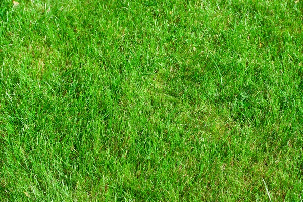 Green grass — Stock Photo, Image