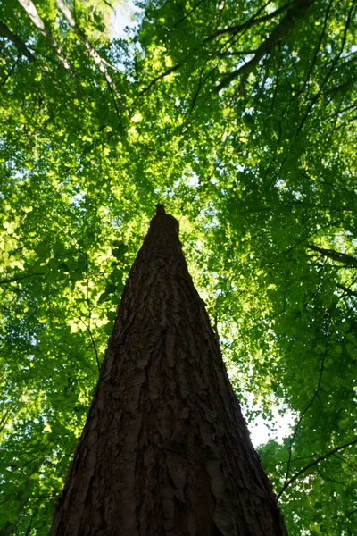 Grüner Wald — Stockfoto