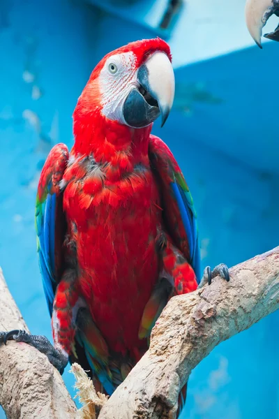 Ara parrot — Stock Photo, Image