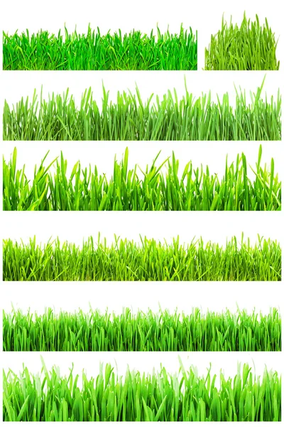 Green grass — Stock Photo, Image