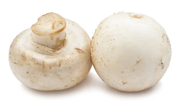 Funghi Champignon — Foto Stock