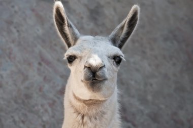 lama