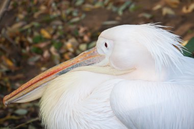 pelikan