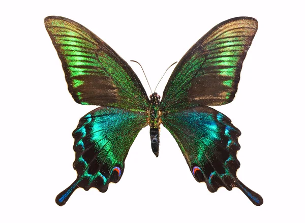 Mariposa Papilio bianor — Foto de Stock