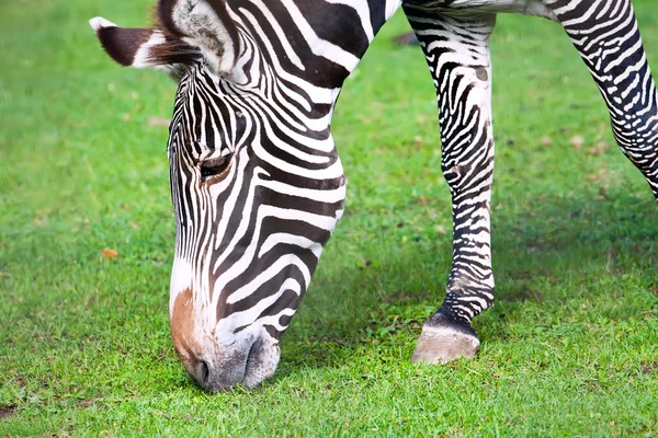 Zebra. — Fotografia de Stock