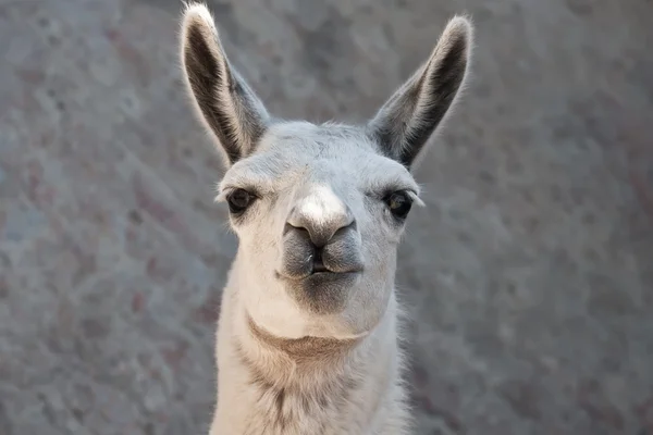 Llama — Stock Photo, Image