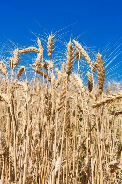 Wheat field — Stock Photo, Image