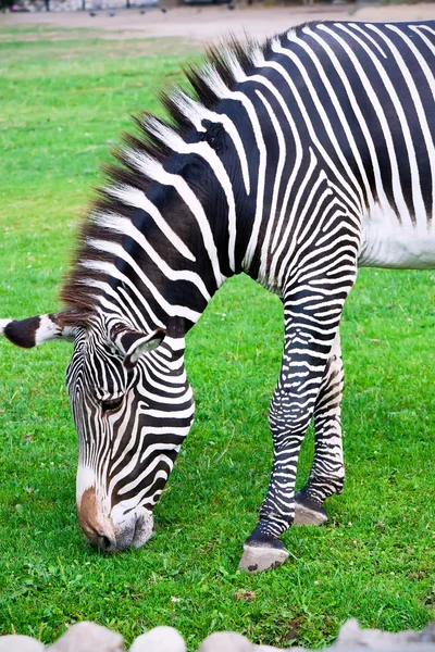 Zebra. — Fotografia de Stock