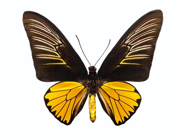 Бабочка Троида Магеллана — стоковое фото