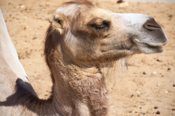 Camel — Stock Photo, Image