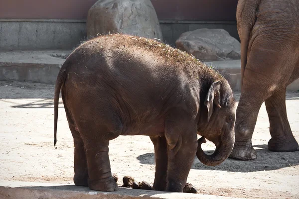 Elefant — Stockfoto