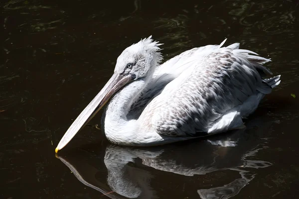 Pelikán — Stock fotografie