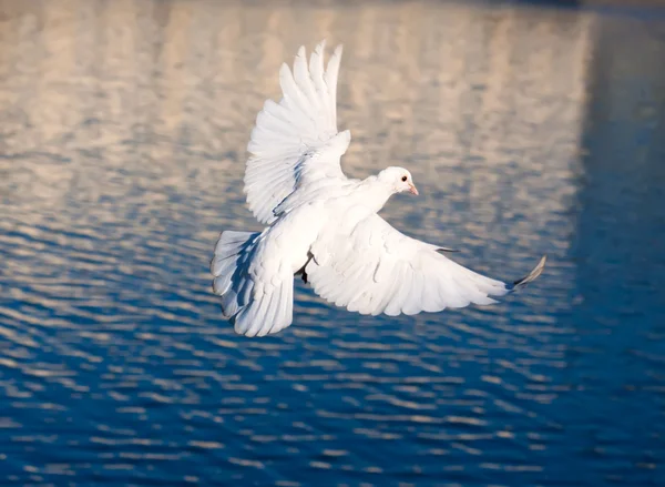 Piccione bianco — Foto Stock