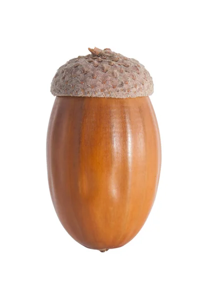 Acorn — Stock Photo, Image