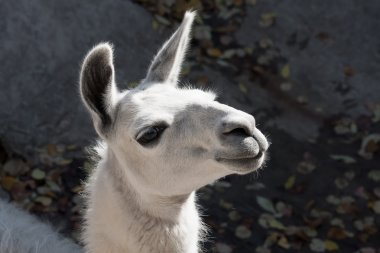 lama