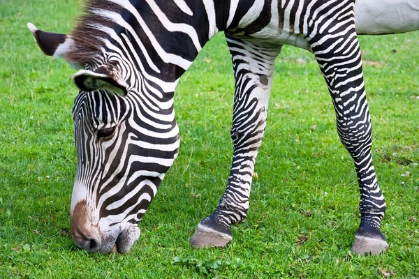 Zebra. — Fotografia de Stock