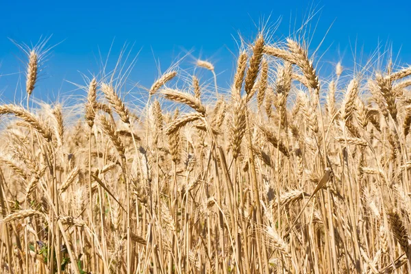 Wheat field — Stock Photo, Image