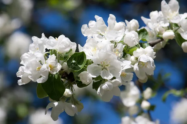 Apple flowers — Stock Photo, Image