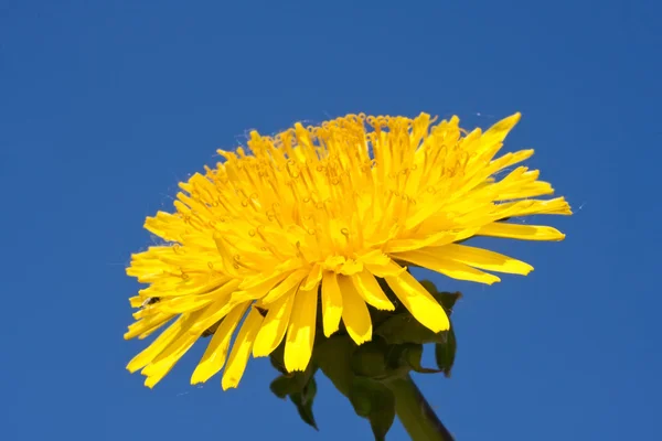 Dandelion — Stock Photo, Image