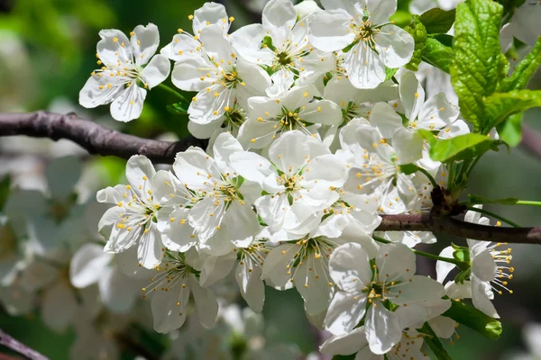 Fiori di mela — Foto Stock