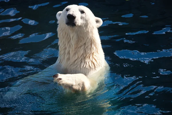 Polar bear Stock Image