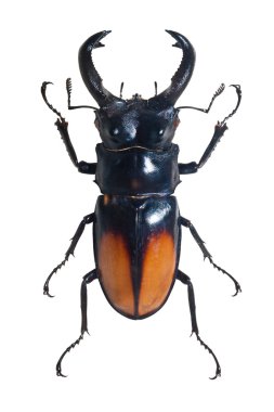 böcek odontolabis spectabilis