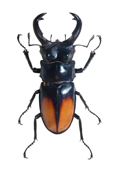 Bug Odontolabis Spectabilis — Stockfoto