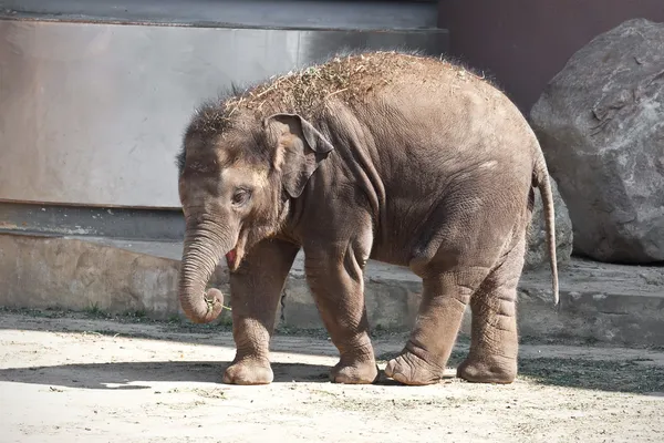 Elefant — Stockfoto