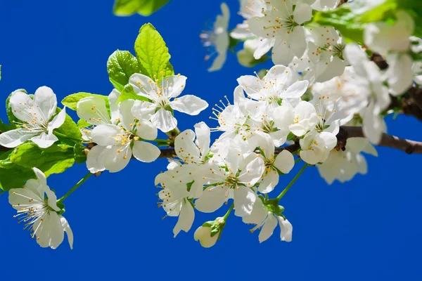 Fiori di mela — Foto Stock