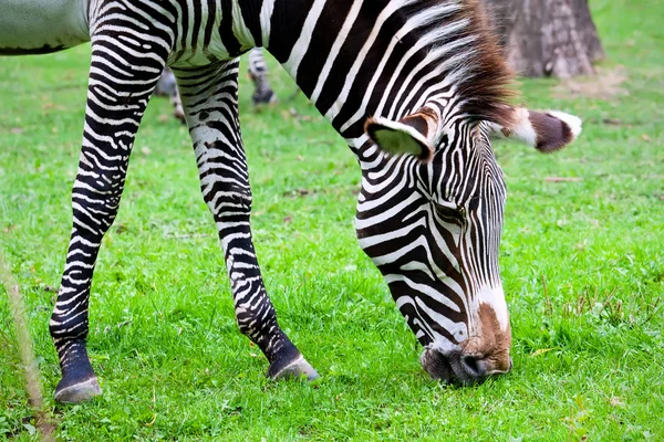 Zebra — Zdjęcie stockowe