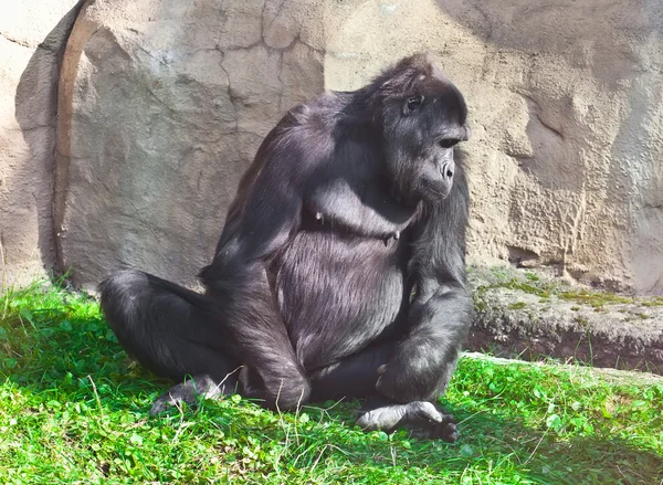 Gorilla — Stock Photo, Image