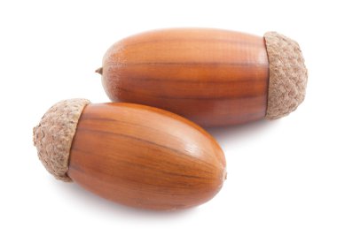 palamut