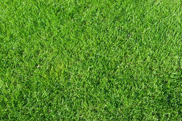 Green grass — Stock Photo, Image