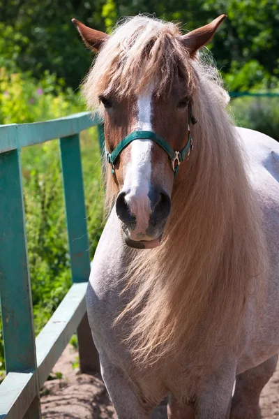 Häst — Stockfoto