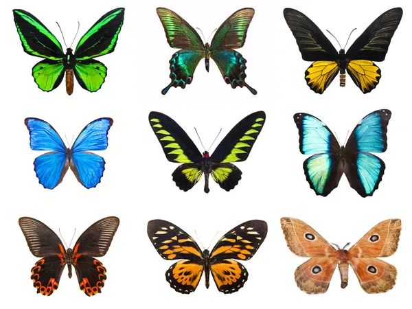 Tropikal kelebekler — Stok fotoğraf