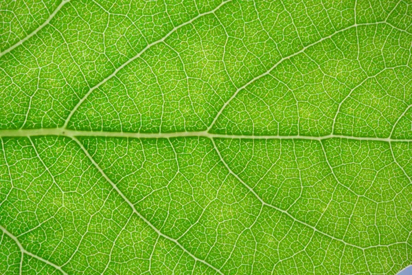 Grünes Blatt — Stockfoto