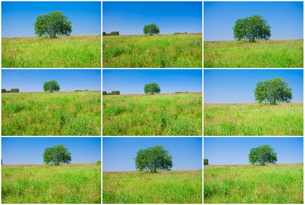 Albero e campo — Foto Stock