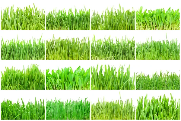 Groen gras — Stockfoto