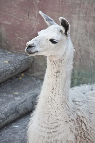 Llama... — Fotografia de Stock