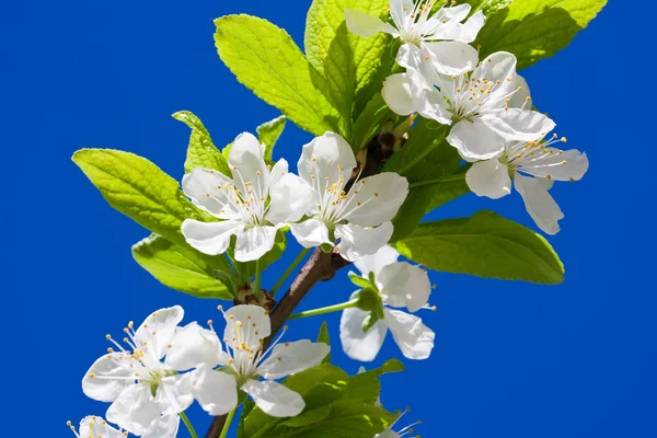 Apple flowers — Stock Photo, Image