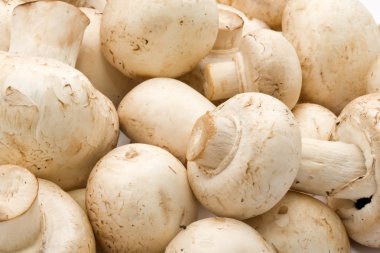 champignon mantarları