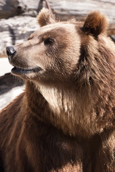 Bear — Stock Photo, Image