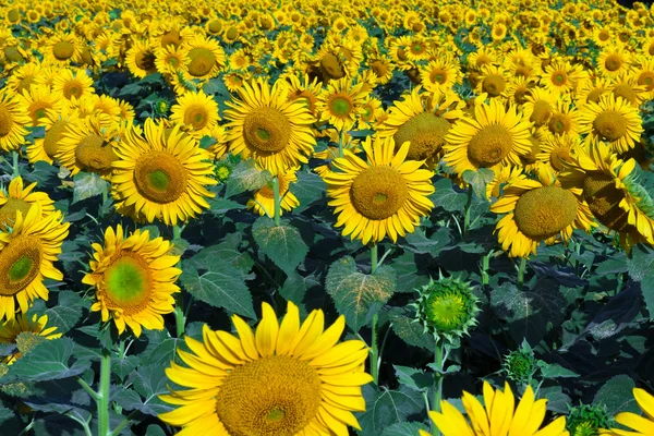 Sunflowers — Stock Photo, Image